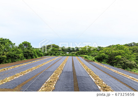 三浦三崎の梅雨時期の畑 三浦三崎の梅雨時期の畑 67325656