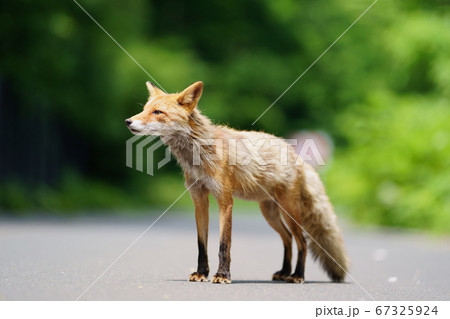 キタキツネ 67325924