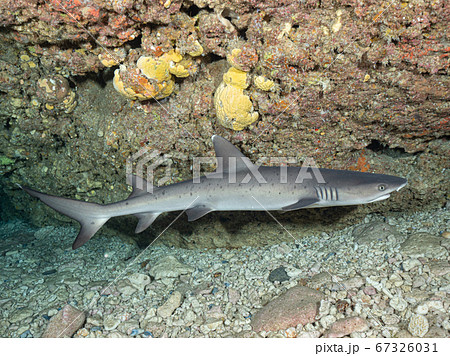 ネムリブカ ネムリブカ 67326031