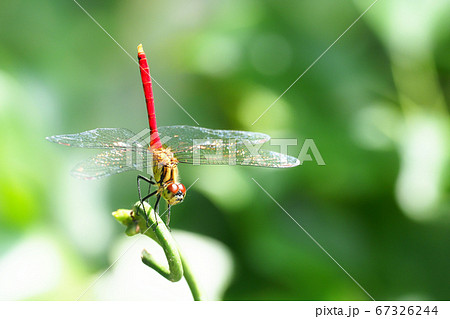 マユタテアカネ（オス） 67326244