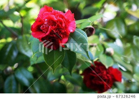 椿 赤い唐子咲きの花 椿 赤い唐子咲きの花 67326246