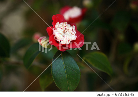 椿　卜伴の花 67326248