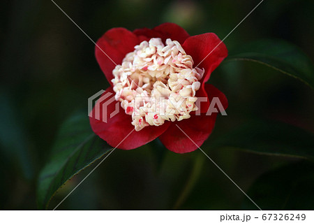 椿 卜伴の花 椿 卜伴の花 67326249