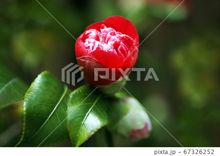 椿　紅卜伴の花 67326252