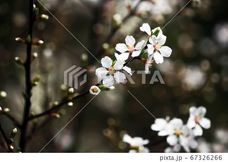 ユスラウメの花 木陰に咲くの写真素材