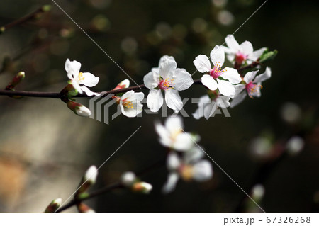 ユスラウメの花 木陰に咲くの写真素材