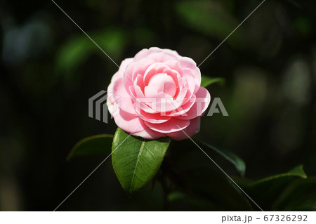 椿の花 ピンク色で千重咲き 椿の花 ピンク色で千重咲き 67326292