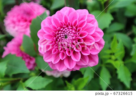 黒川ダリア園の写真素材 黒川ダリア園の写真素材