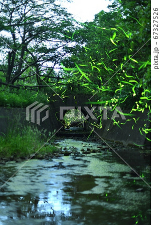 森林公園 森林公園 67327526