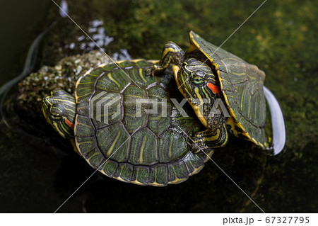 二匹の可愛い子亀の写真素材 [67327795] - PIXTA