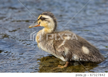 のんびりくつろぐカルガモの幼鳥 のんびりくつろぐカルガモの幼鳥 67327842