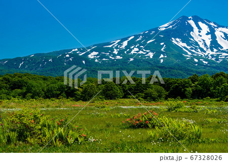秋田県 桑ノ木台湿原と鳥海山 ツツジ多め 秋田県 桑ノ木台湿原と鳥海山 ツツジ多め 67328026