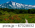 秋田県 桑ノ木台湿原と鳥海山 木道横 67328032