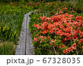 秋田県 桑ノ木台湿原の木道とレンゲツツジ 67328035
