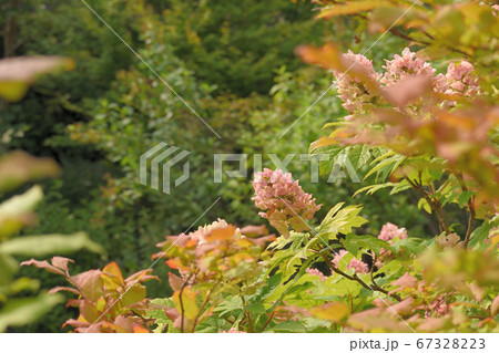 花壇のノリウツギ ピンク の写真素材