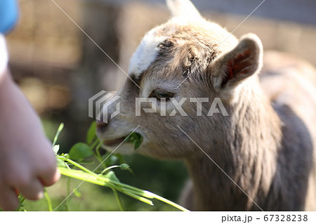 草を食べる 山羊のこども 草を食べる 山羊のこども 67328238