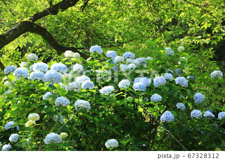紫陽花357 紫陽花357 67328312