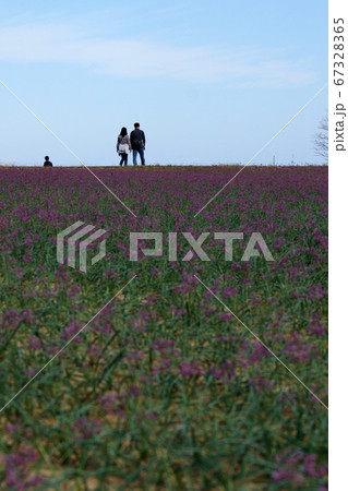 鳥取 四季の散歩 秋 ラッキョウの花 鳥取 四季の散歩 秋 ラッキョウの花 67328365