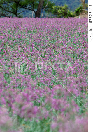 鳥取　四季の散歩　秋　ラッキョウの花 67328413