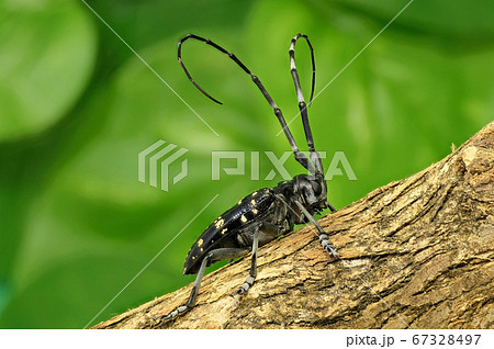 カミキリムシ (深度合成) 67328497