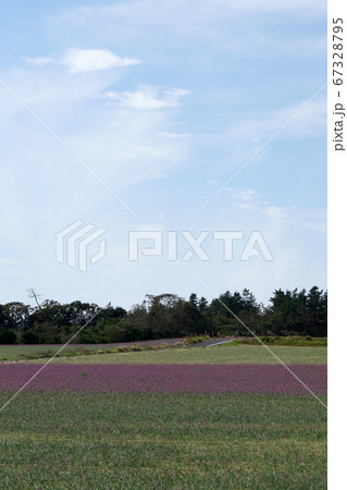 鳥取 四季の散歩 秋 ラッキョウの花 鳥取 四季の散歩 秋 ラッキョウの花 67328795