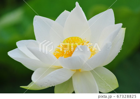 雨粒を纏った白い蓮華 雨の中で咲く白い蓮華 雨粒を纏った白い蓮華 雨の中で咲く白い蓮華 67328825