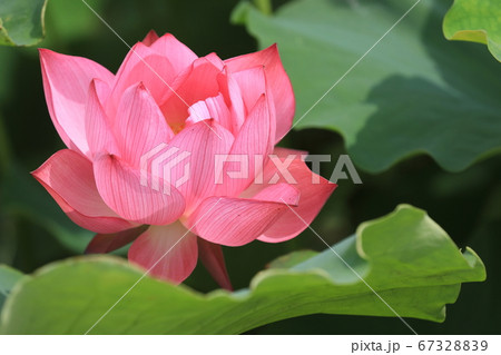 炎のようなハスの花弁 炎のようなハスの花弁 67328839