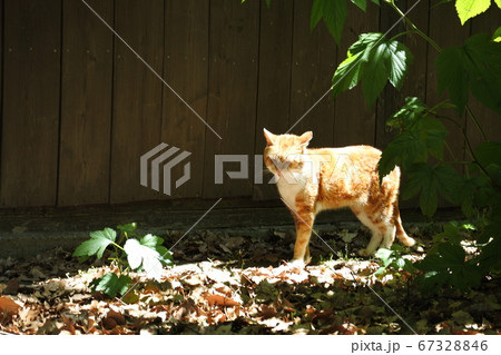 変顔のトラキジの猫　その場に佇んでいる 67328846