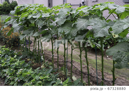 オクラ生育中 67328880