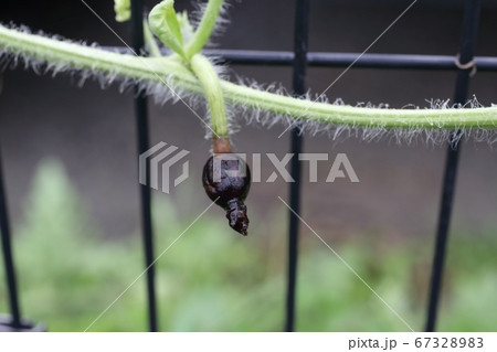 家庭菜園スイカ栽培 67328983