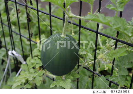 家庭菜園スイカ栽培 67328998