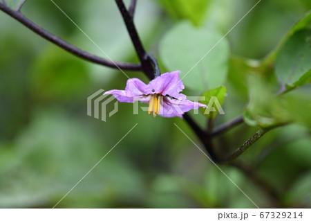 梅雨と茄子の花 67329214