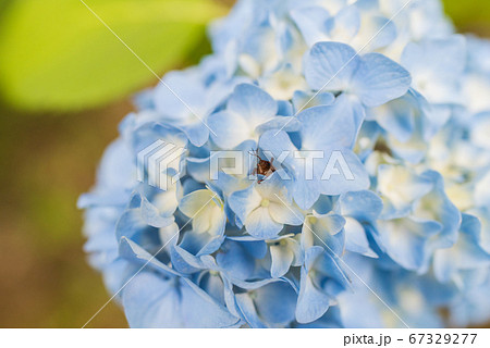 紫陽花を棲み処にする昆虫 67329277