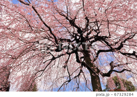 【町田市】浄運寺のしだれ桜 67329284