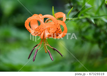 ユリ根用栽培品種 コオニユリ の花の写真素材