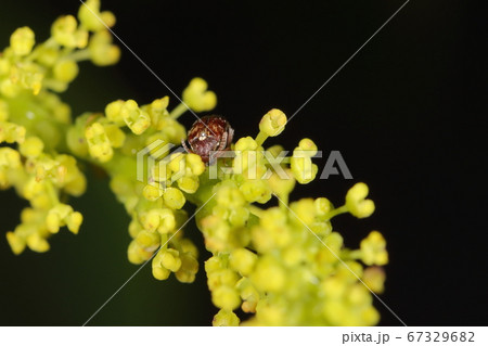 生き物 昆虫 アズキゾウムシ 世界的に有名な大害虫 ナンキンハゼの花で何してる の写真素材