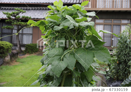 つるあり十六ササゲ 67330159