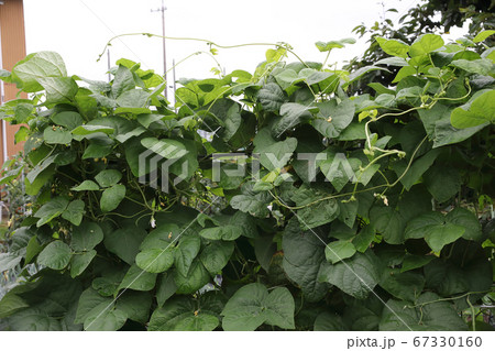 つるあり十六ササゲ 67330160