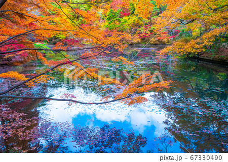 神戸森林植物園の紅葉の写真素材