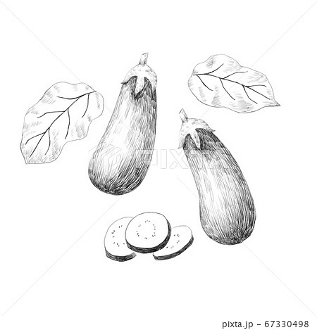 Hand Drawn of Green Eggplant, Aubergine and Brinjal Drawing by Iam Nee -  Pixels