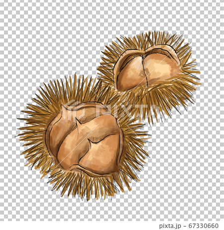 Illustration of chestnut in watercolor style Illustration of chestnut in watercolor style 67330660
