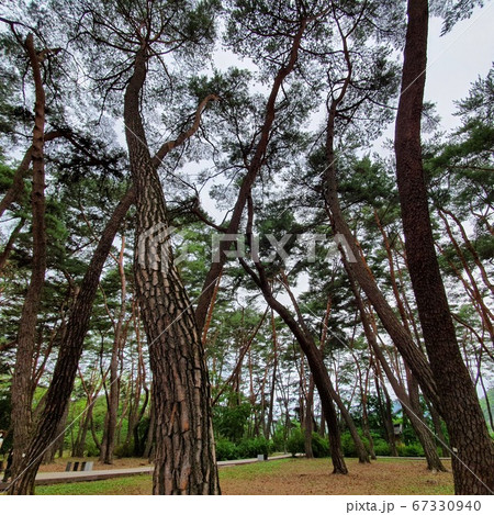 森林 森 公園 67330940