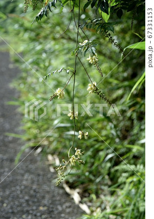 ナツフジ 67331153