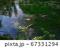 出流原弁天池　水面　緋鯉 67331294