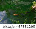 出流原弁天池　水面　緋鯉 67331295