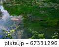 出流原弁天池　水面　緋鯉 67331296