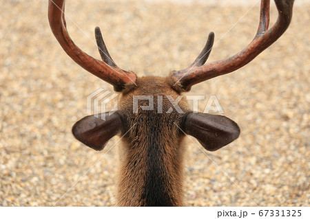 奈良公園の雄鹿の頭部、後ろ姿の写真素材 [67331325] - PIXTA