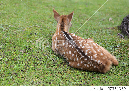 奈良公園の子鹿の背中 鹿の子模様の写真素材