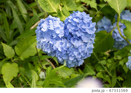 ハートの形に見える紫陽花(青色) ハートの形に見える紫陽花(青色) 67331569