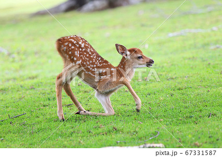 奈良公園の立ち上がろうとする子鹿のポーズの写真素材
